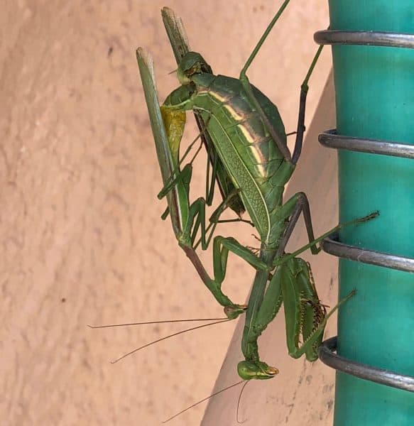 a pair of praying mantis mates upside down on the garden hose.
