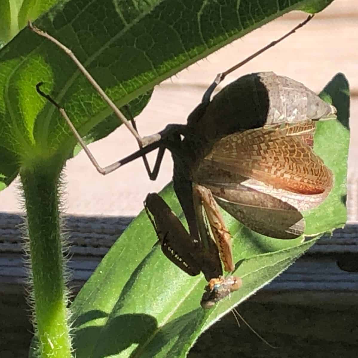 A praying mantis puffed herself to impress a nearby predator.
