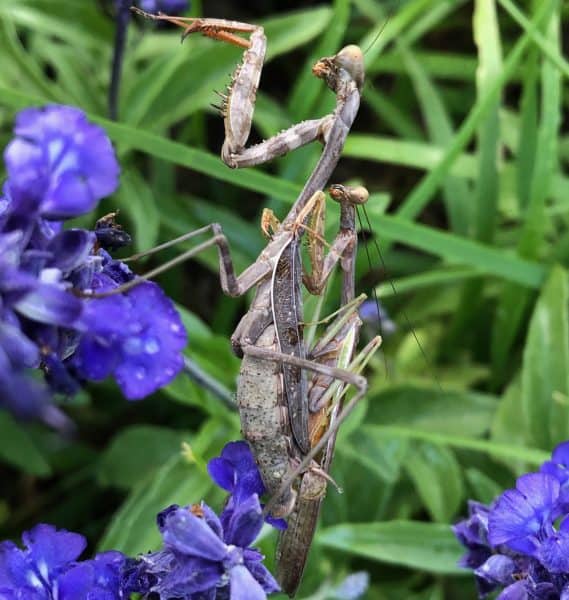 A pair of praying mantis are mating surrounded by blue sage flowers. They look utterly entranced.