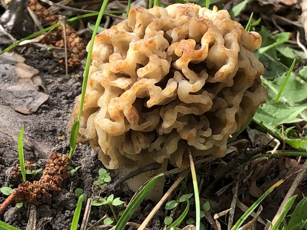 Gyromitra mushroom looking like a brain.