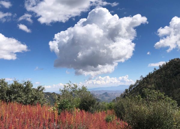 Eastern view all the way to Caballo Mountains. Rusty colored plants in the foreground. A fluffy white cloud floats in the middle of dark blue sky.