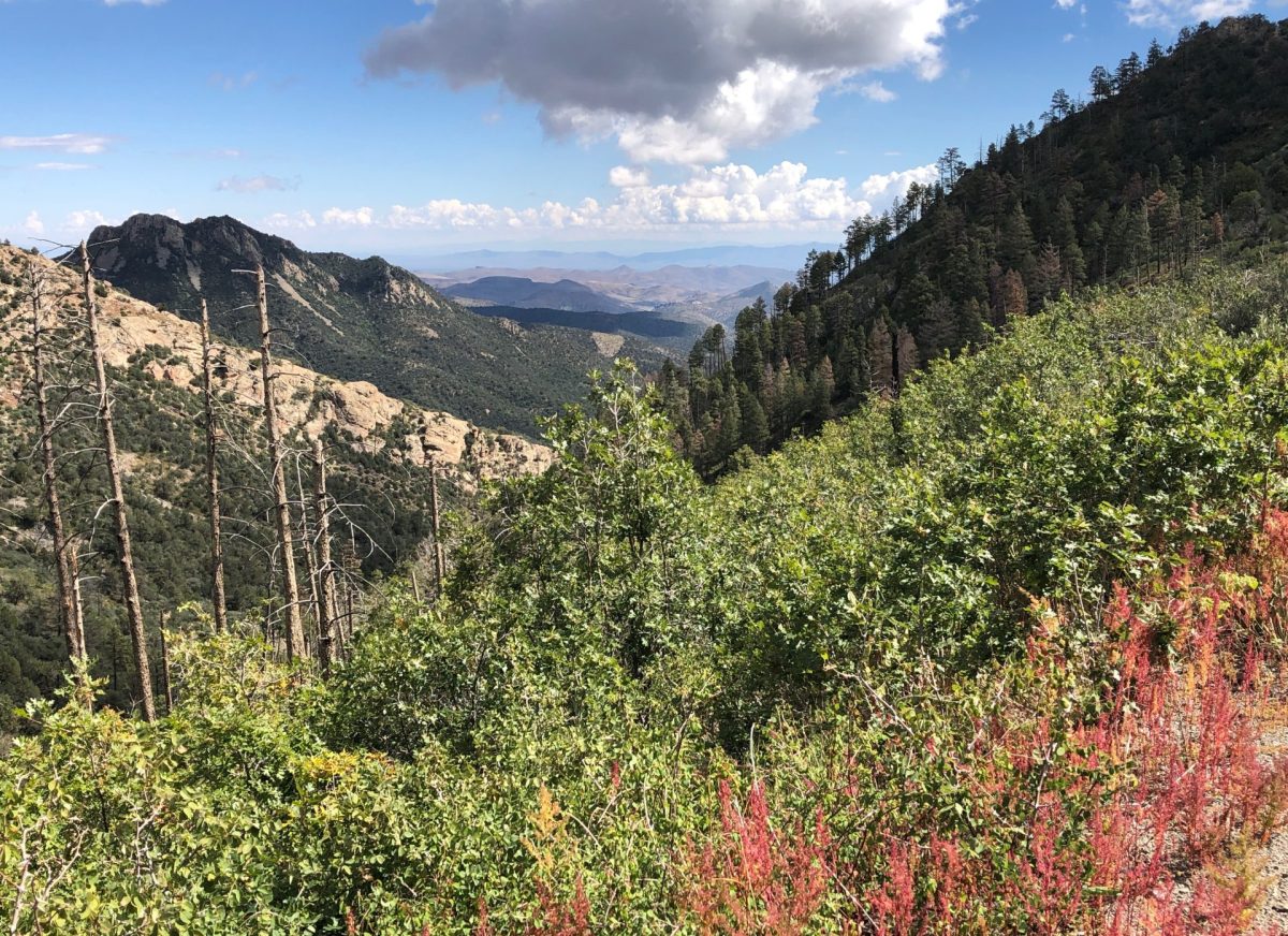 Scrub oaks replace the ponderosas that burned in the 2013 Silver Fire.