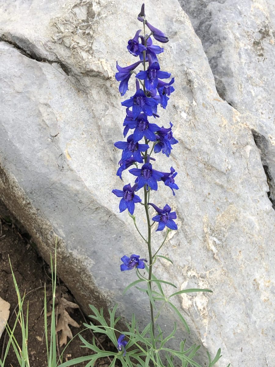 Blue Larkspur stands out in front of a grey rock.
