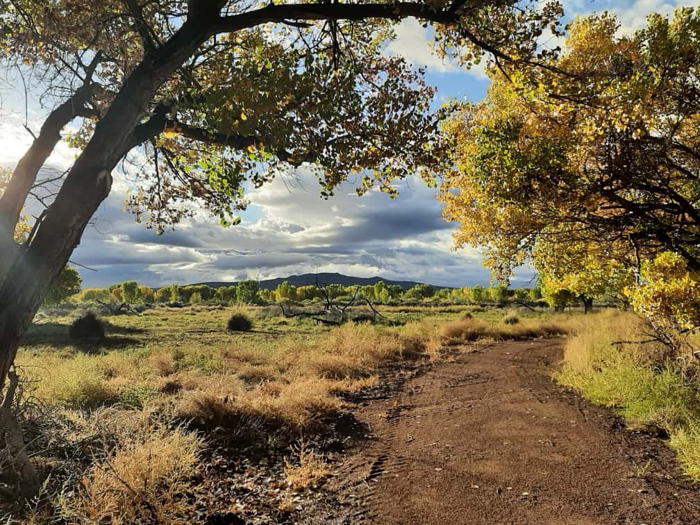 Bosque del Apache in full autumn glory