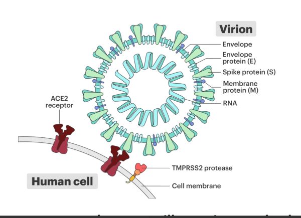 Scientific illustration of SARS-CoV-2 virus interacting with human cell.