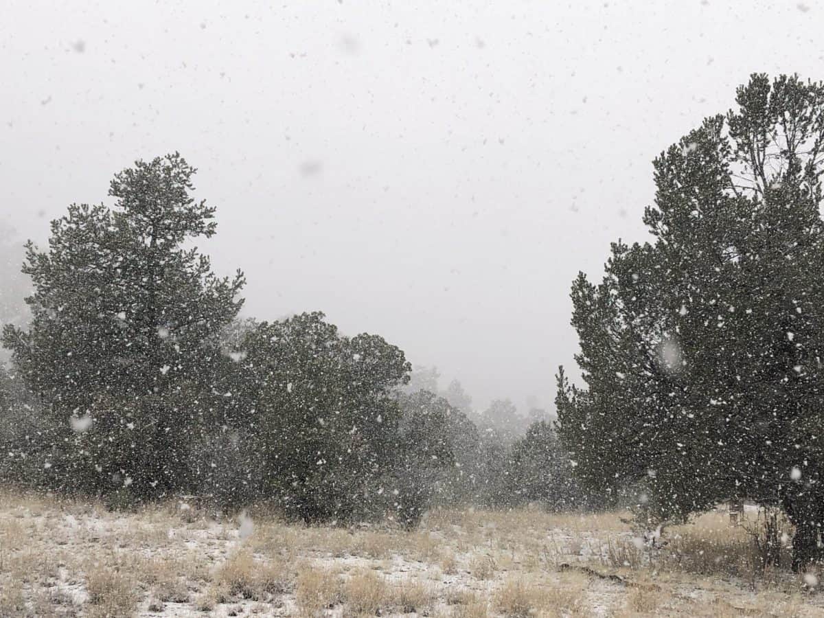 Snow flurries on junipers and grasses