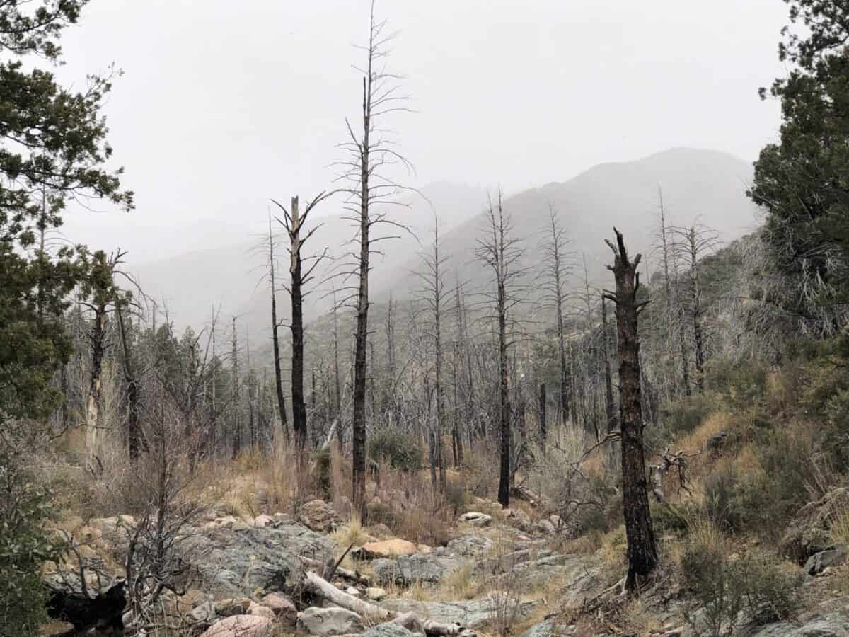 Charred Ponderosas from the Silver Fire (2013)