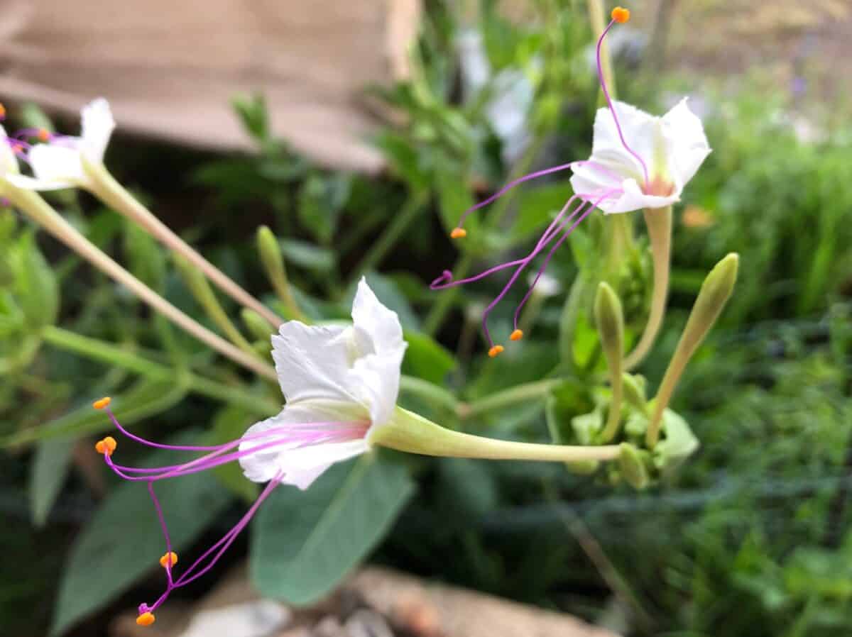 This picture shows the length of the flowers and how the stamens get entangled after being pollinated.