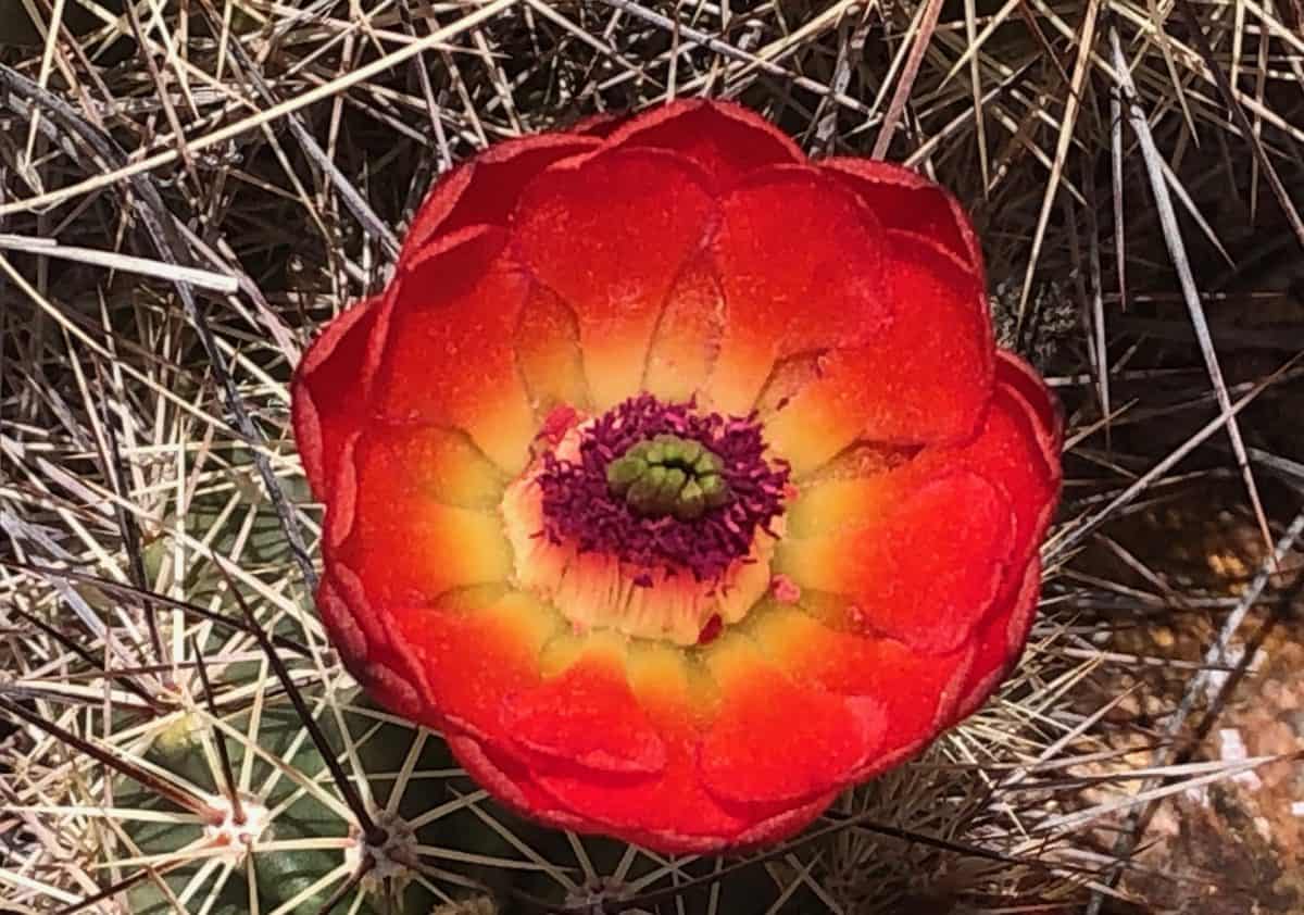 close-up of claret cup in bloom.