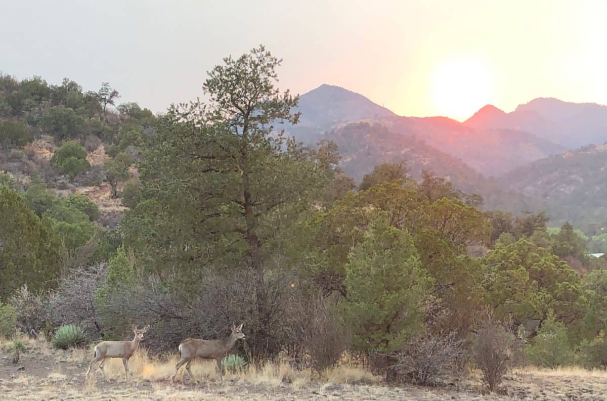 2 dear in a smokey landscape