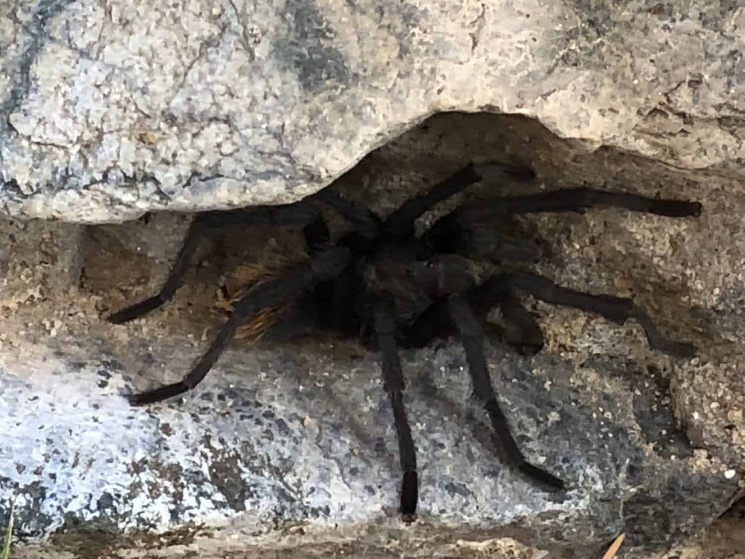 a black tarantula is hiding in a white rock.