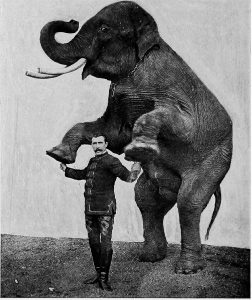 City Manager Gary Whitehead has elephantine tasks to perform. Image of a circus elephant and trainer, 1903, courtesy of Internet Archive Book Images