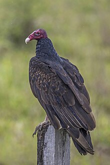 Turkey vulture, image courtesy of Wikipedia