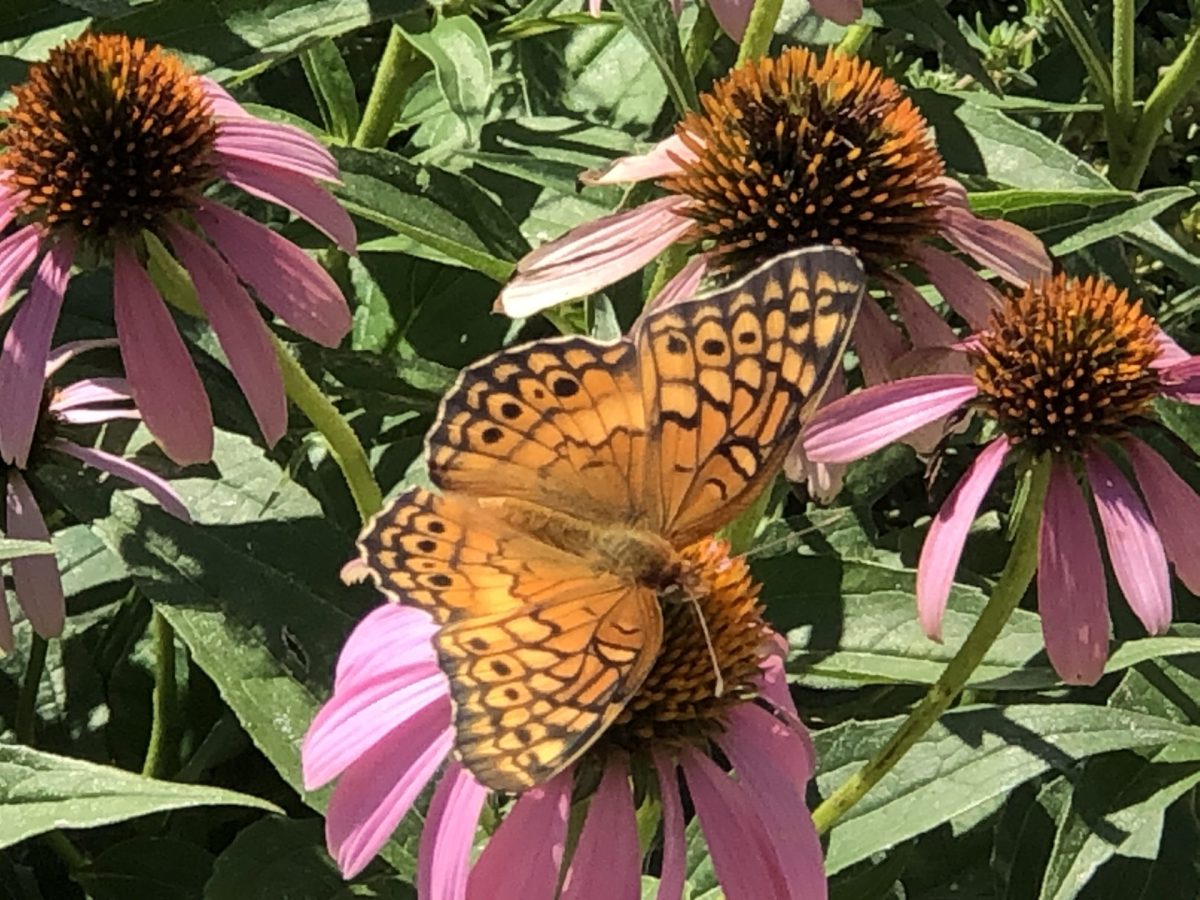 Variegated Fritillary polinating echinacea.