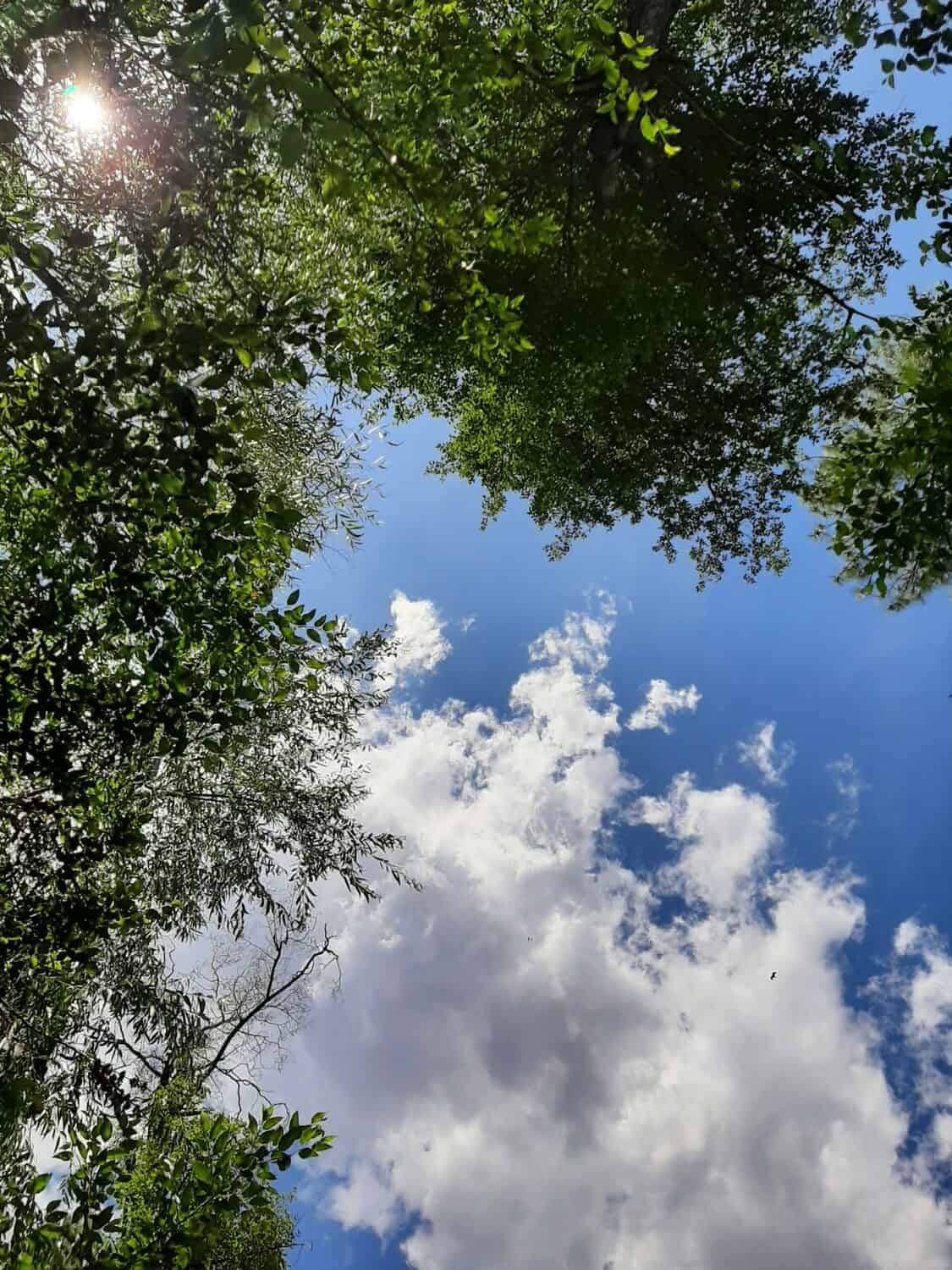 Gazing up through a cool riparian canopy