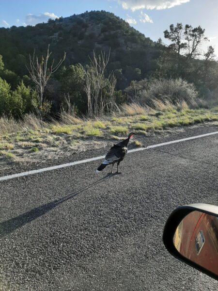 Young Wild Turkey hen a bit lost on Highway 152