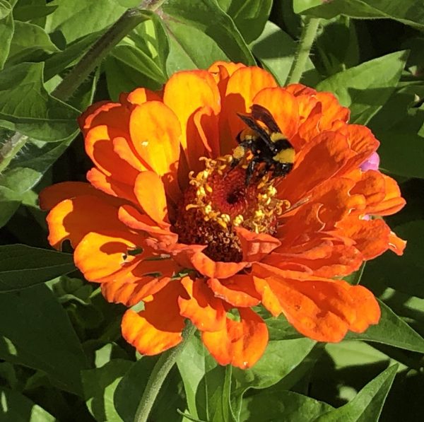 A bee pollinates a bright orange zinnia