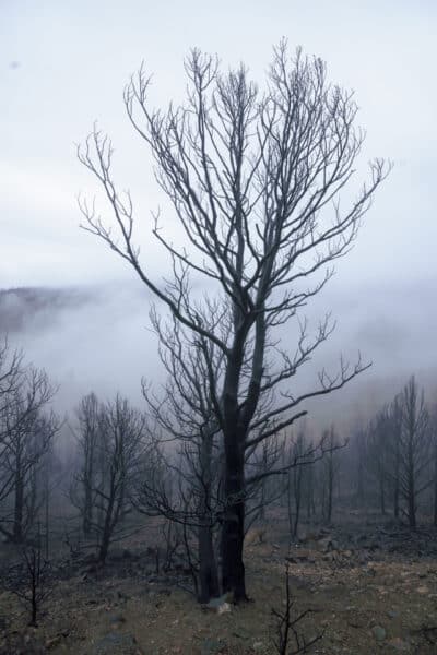 charred tree in Gallinas Canyon in New Mexico