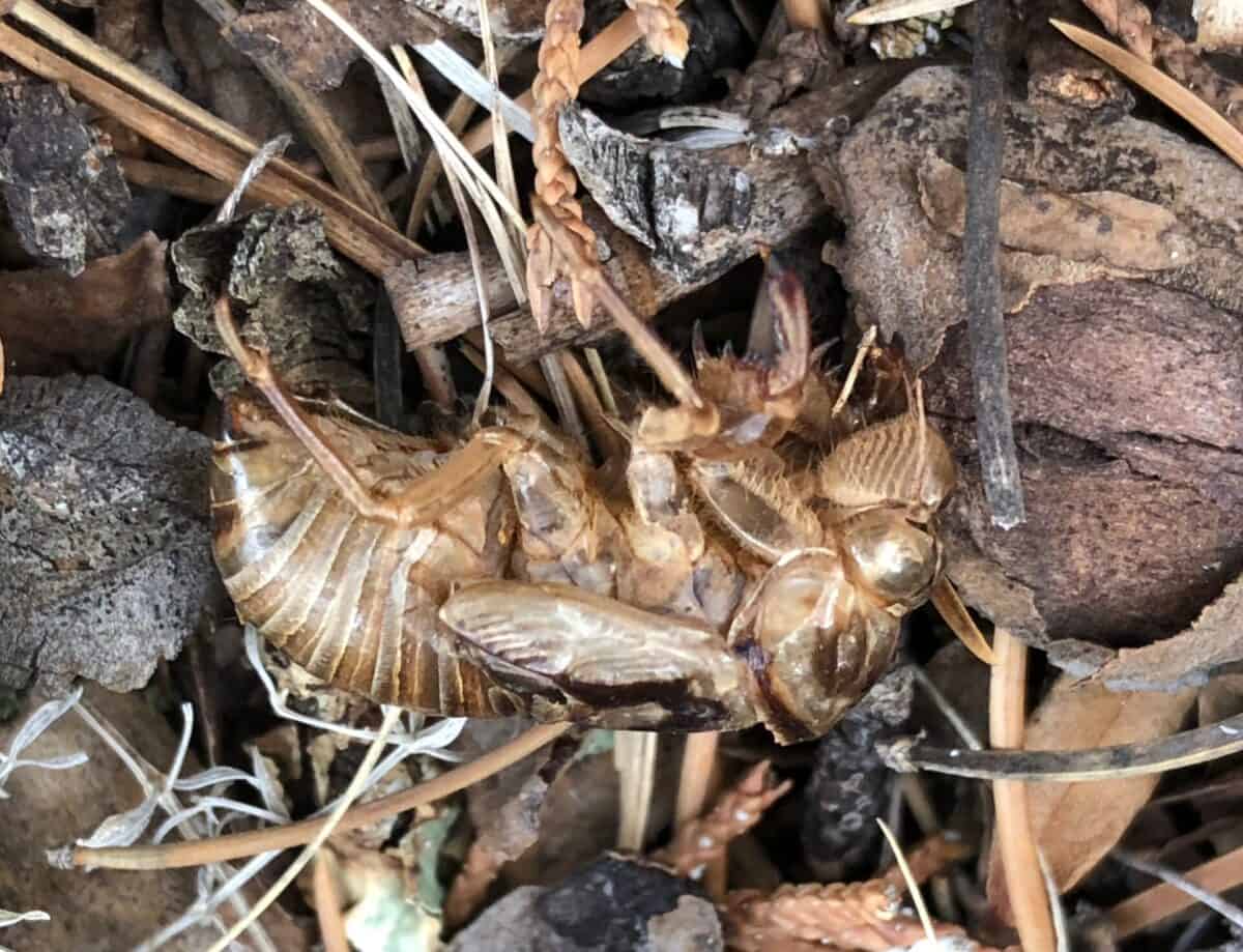 cicada nymph husk.