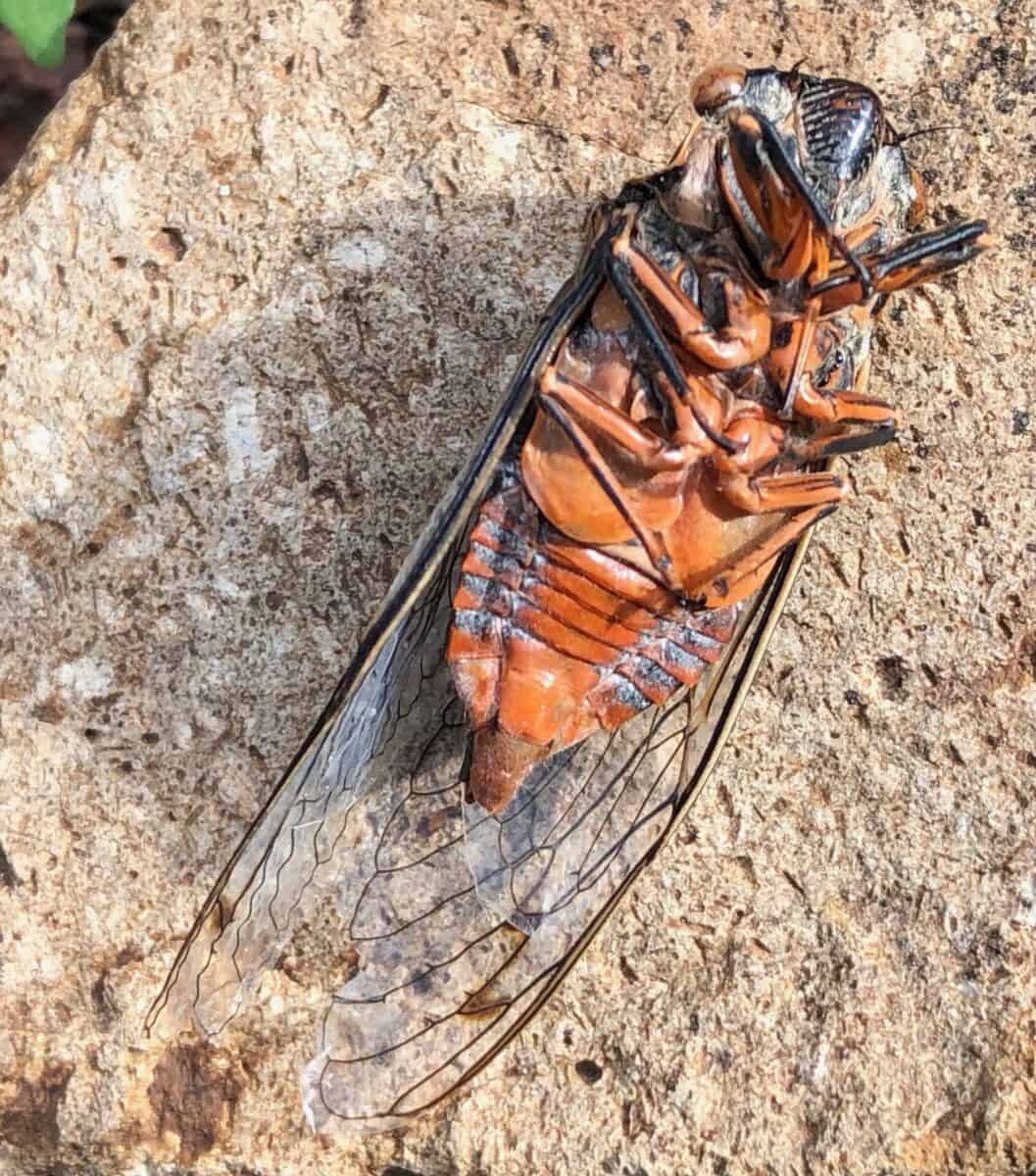 cicada underside.
