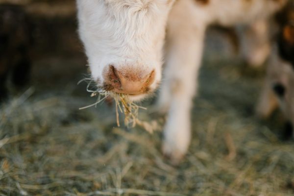 cow feeding