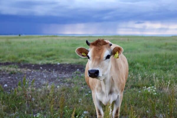 cow on grasslands