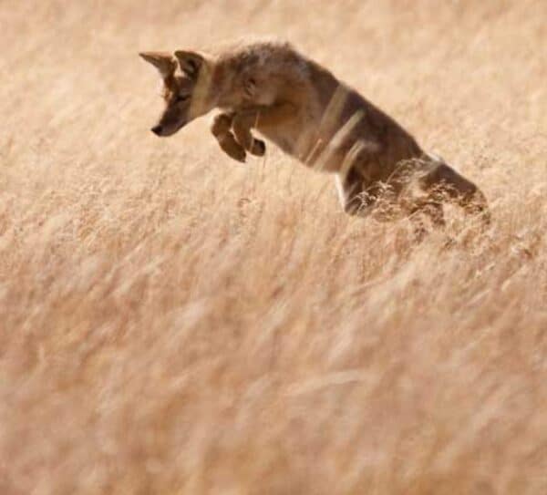 coyote leaping