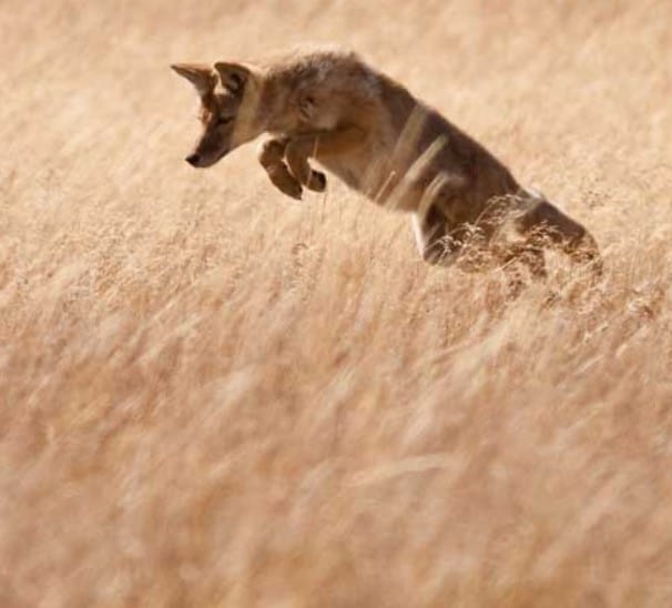 coyote leaping