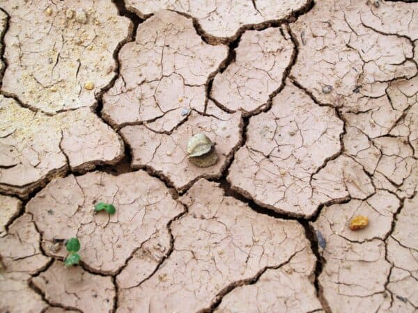 cracked dry soil with one green shoot emerging