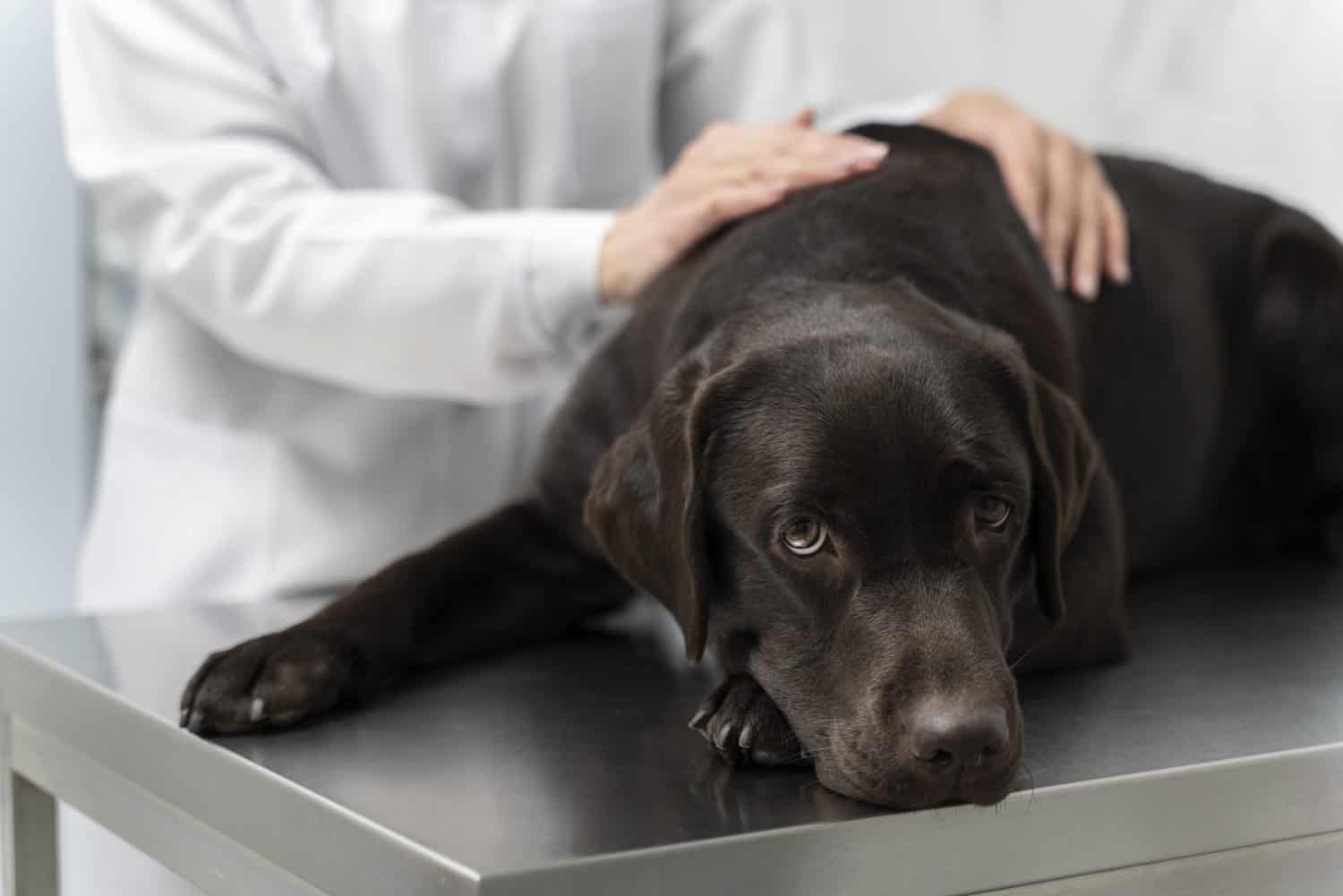 dog on examination table