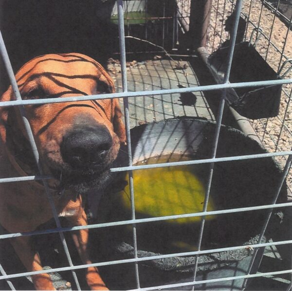 A dog inside a kennel with a bowl of scummy water.