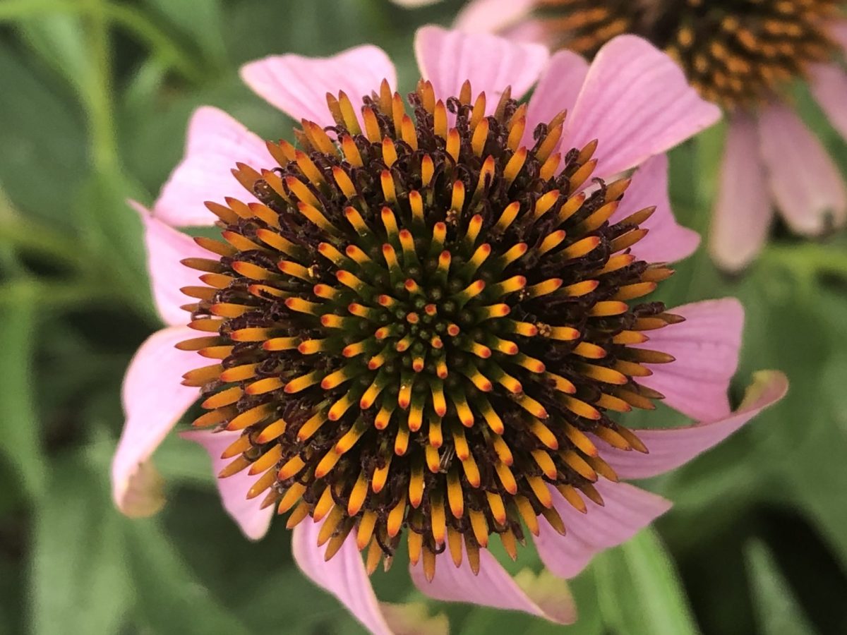 close up of an echinacea bloom.