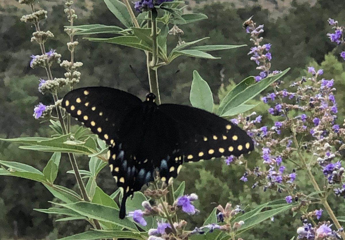 Female Black Swallowtail pollinating vitex flowers.