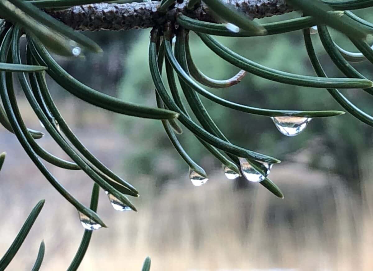 droplets of rain suspended from the tip of piñon needles.