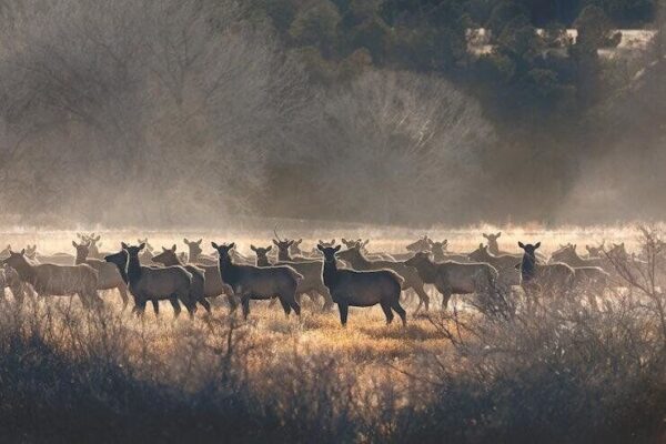herd of elk near roadside