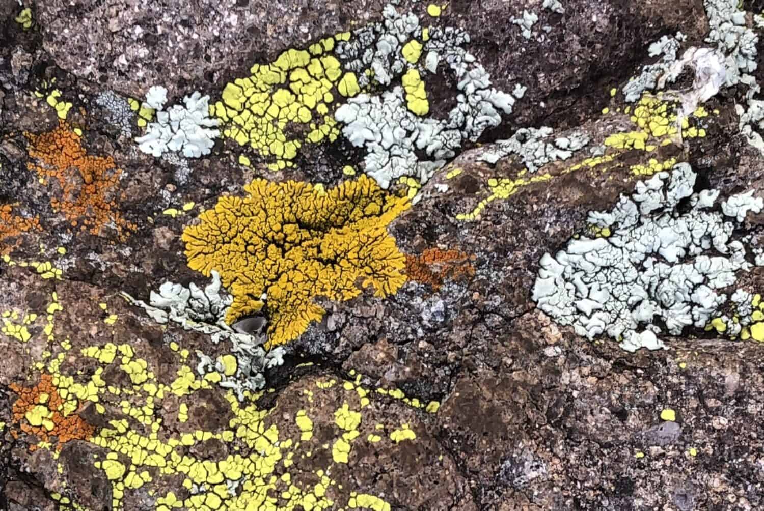 Different color lichens cover a pinkish rock: chartreuse, orange, pale green, brown.