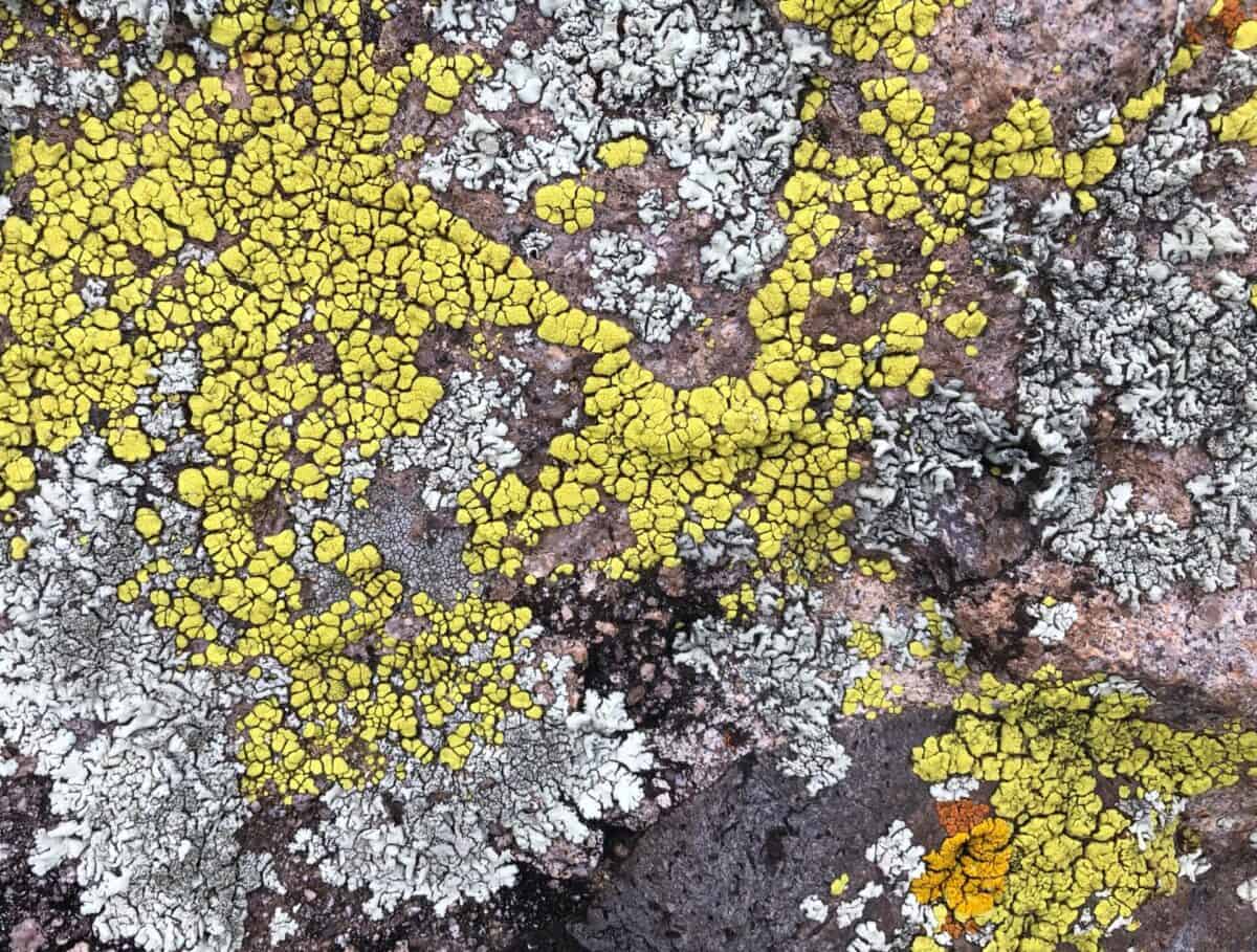 Chartreuse and light green lichens share a rock.