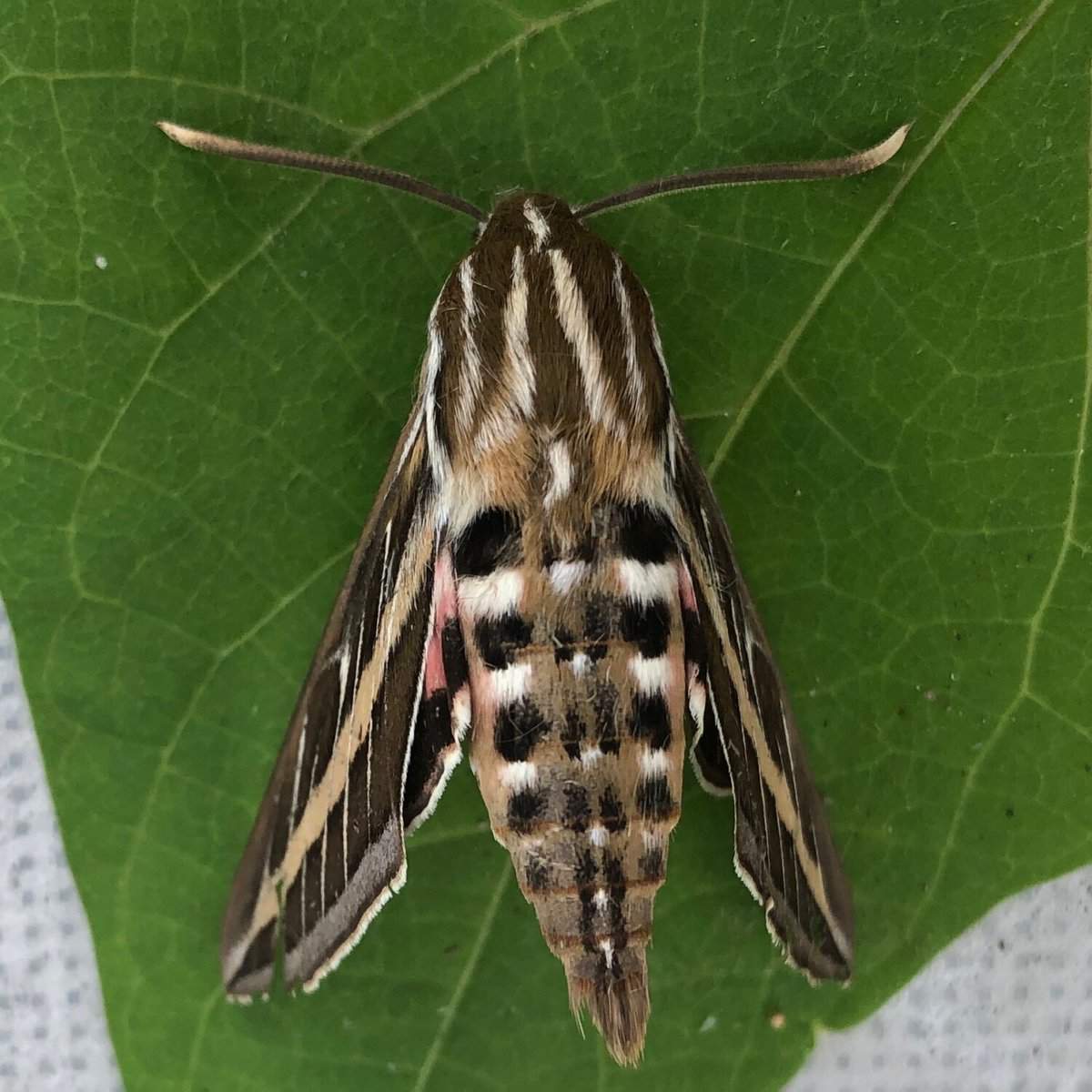 the sphinx moth has intricate markings of white, brown and black lines and dots with some pink under the wings.