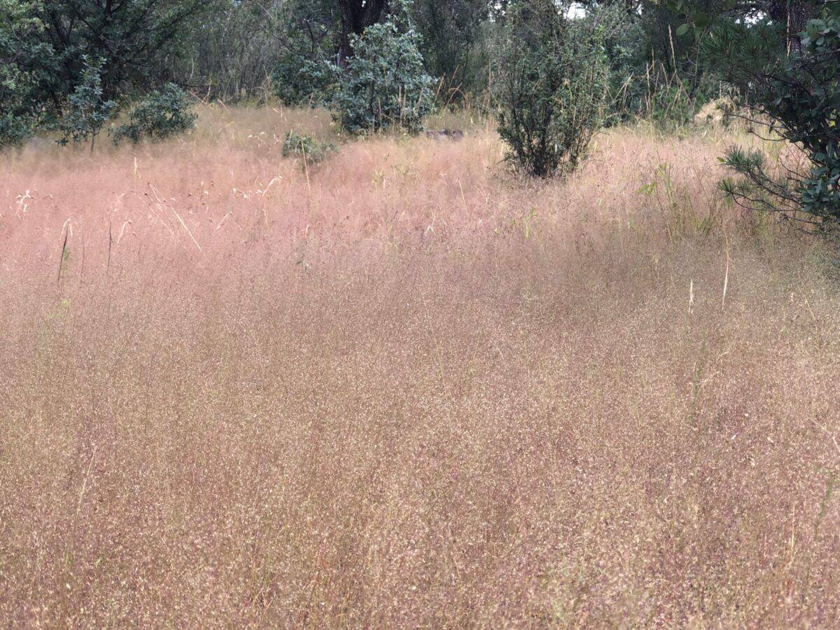 field of tiny white and pink dots of grass seeds with dark green shrubs in background.