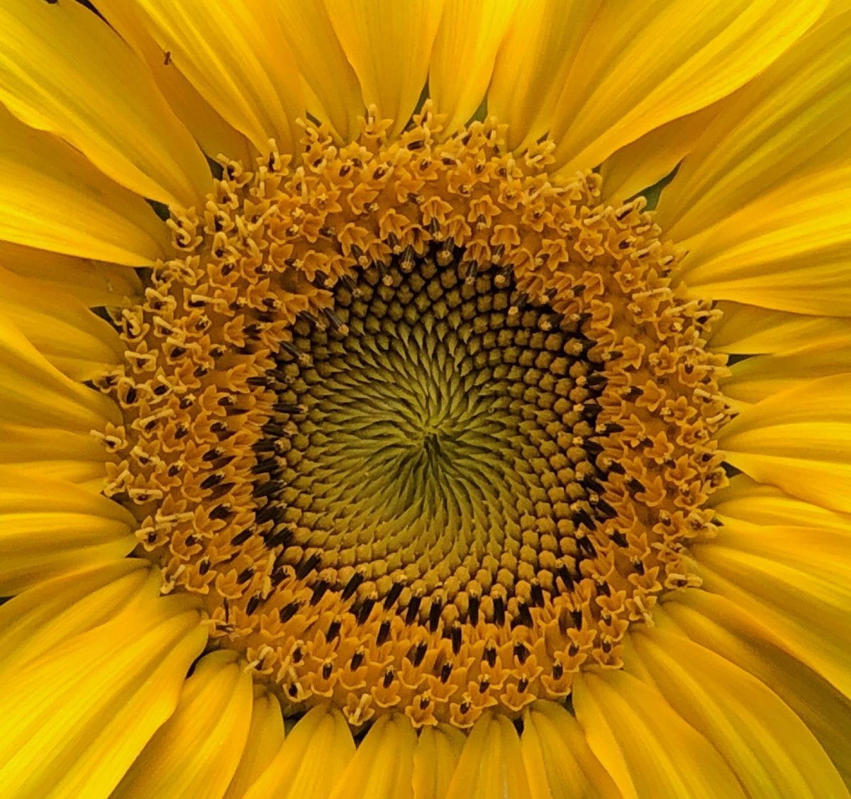 Close-up of a sunflower.