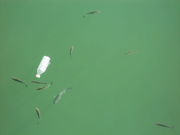 polluted water with plastic bottle and fish