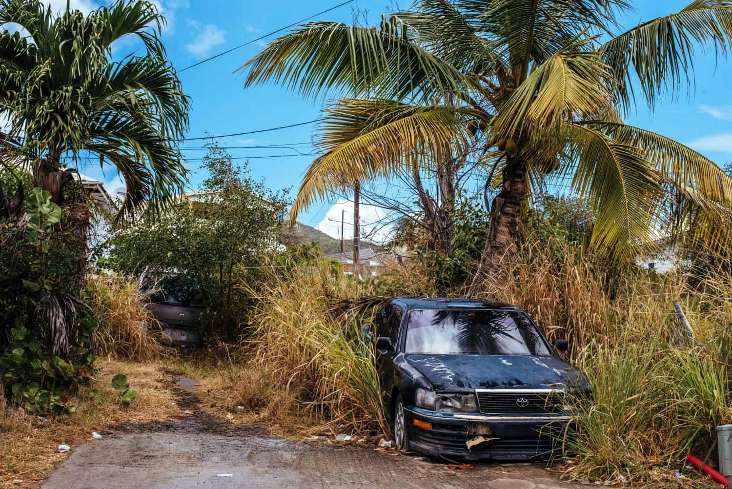 weeds engulf car